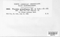 Puccinia granulispora image